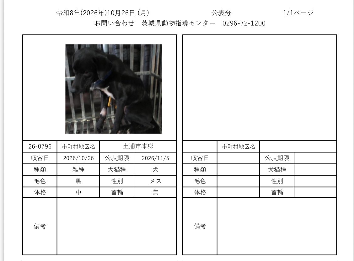 IBARAKI_Animal's tweet photo. 茨城県動物指導センターで保護している、迷子の犬猫の公表情報です。🐕🐈
お心当たりの飼い主様は動物指導センターにお電話ください‼️
動物指導センター
☎︎0296-72-1200(受付時間：平日8:30〜17:15)

10月26日（月）公表情報 https://t.co/l5oq2R6P3L