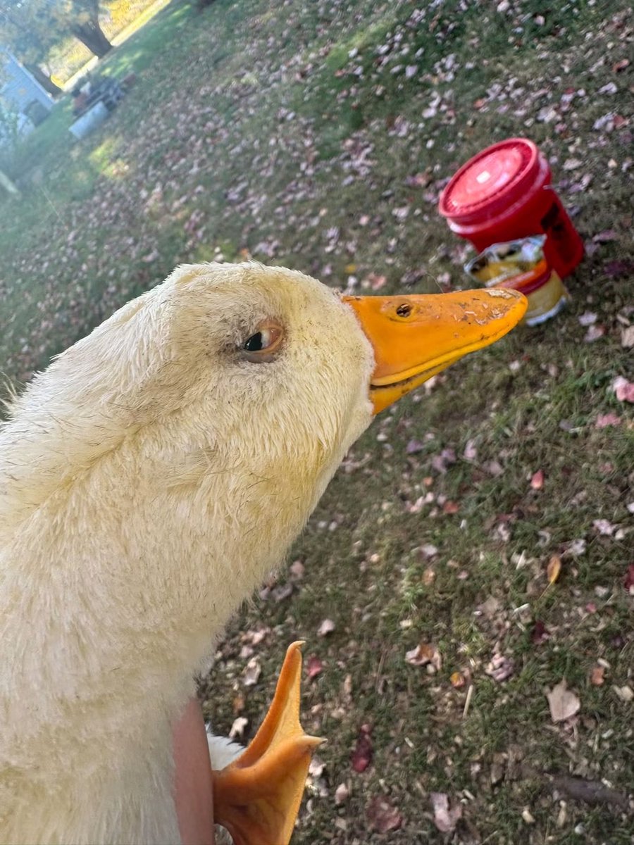 DaddyJew's tweet photo. Alexa, how can i tell if my duck is plotting something https://t.co/smwIP0PwGq