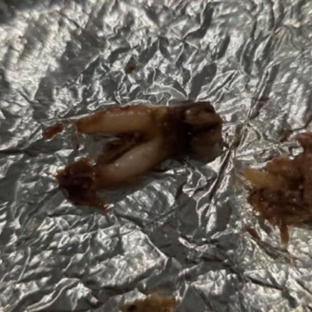 6ixbuzztv's tweet photo. A Texas woman is suing Torchy’s Tacos after finding a cow tooth in her taco

She is asking for up to $250,000 https://t.co/Q3KkDMT0Dk