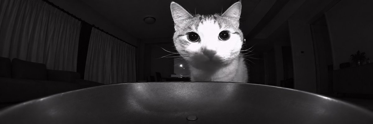 noahxsol's tweet photo. THIS IS PROBABLY THE BIGGEST REACTION MEME RN

the Betrayed Cat is going super viral everywhere

literally THOUSANDS of fresh posts using the same reaction

https://t.co/sI1zkSFNta

just check the amount of posts

this is already way past one viral tweet, people are using it as a reaction under everything

https://t.co/0I1cmFFUib - 26k upvotes + name
https://t.co/ojg6VzW8rP