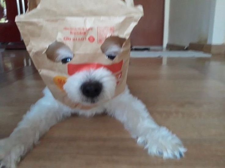cutestpuppyy's tweet photo. So funny https://t.co/1HY0SiTb9I