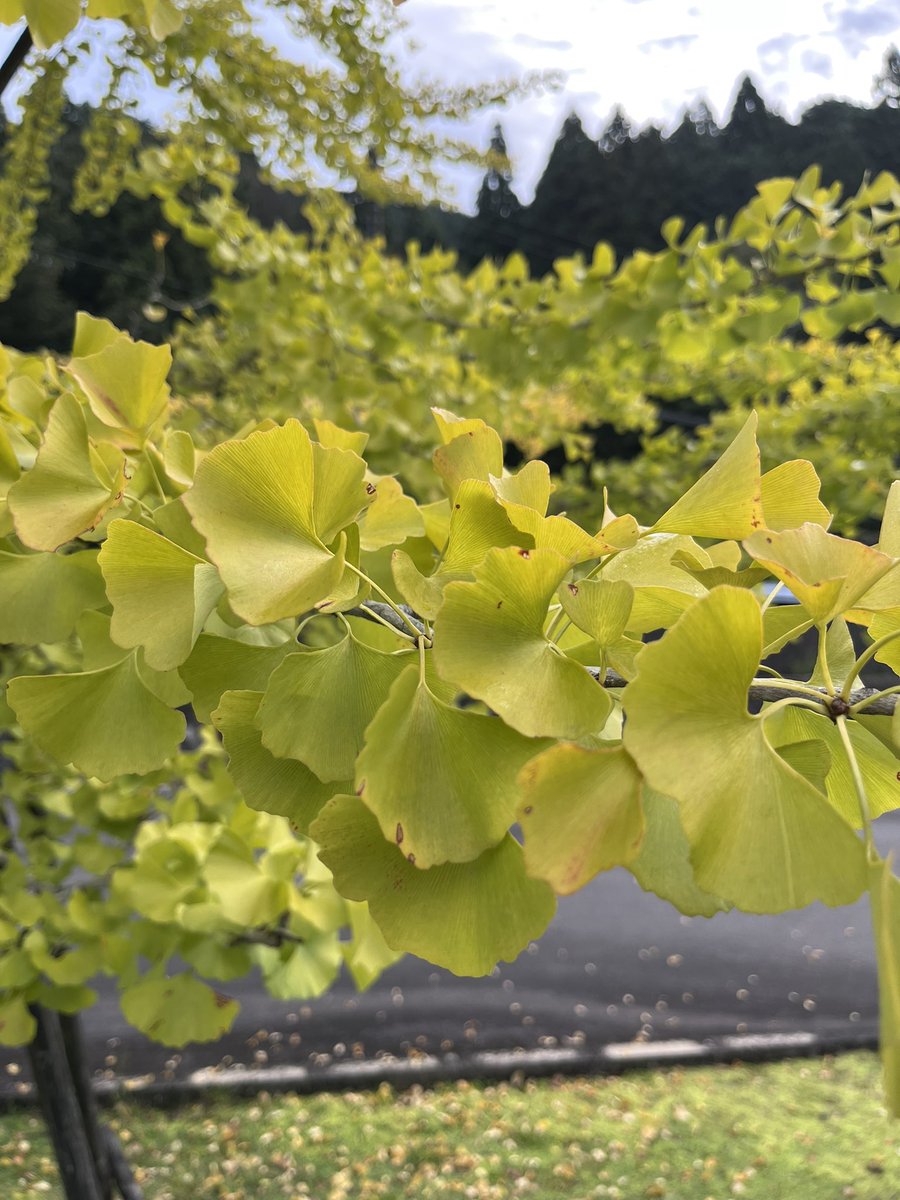 actpal_official's tweet photo. 🌿雨上がりのアクトパル🌿

木々も少しずつ色づき始め、秋の訪れを感じる季節になりました🍂

澄んだ空気と自然の心地よさを感じに、ぜひアクトパル宇治へ遊びに来てください😊🌿

#アクトパル宇治 #アクトパル #宇治 #自然を楽しむ #うちの宇治 https://t.co/0ZPIfrhRyk