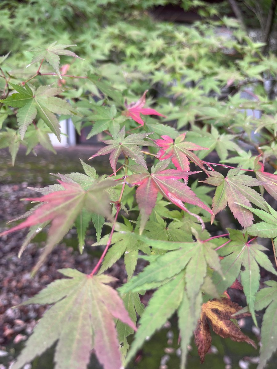 actpal_official's tweet photo. 🌿雨上がりのアクトパル🌿

木々も少しずつ色づき始め、秋の訪れを感じる季節になりました🍂

澄んだ空気と自然の心地よさを感じに、ぜひアクトパル宇治へ遊びに来てください😊🌿

#アクトパル宇治 #アクトパル #宇治 #自然を楽しむ #うちの宇治 https://t.co/0ZPIfrhRyk