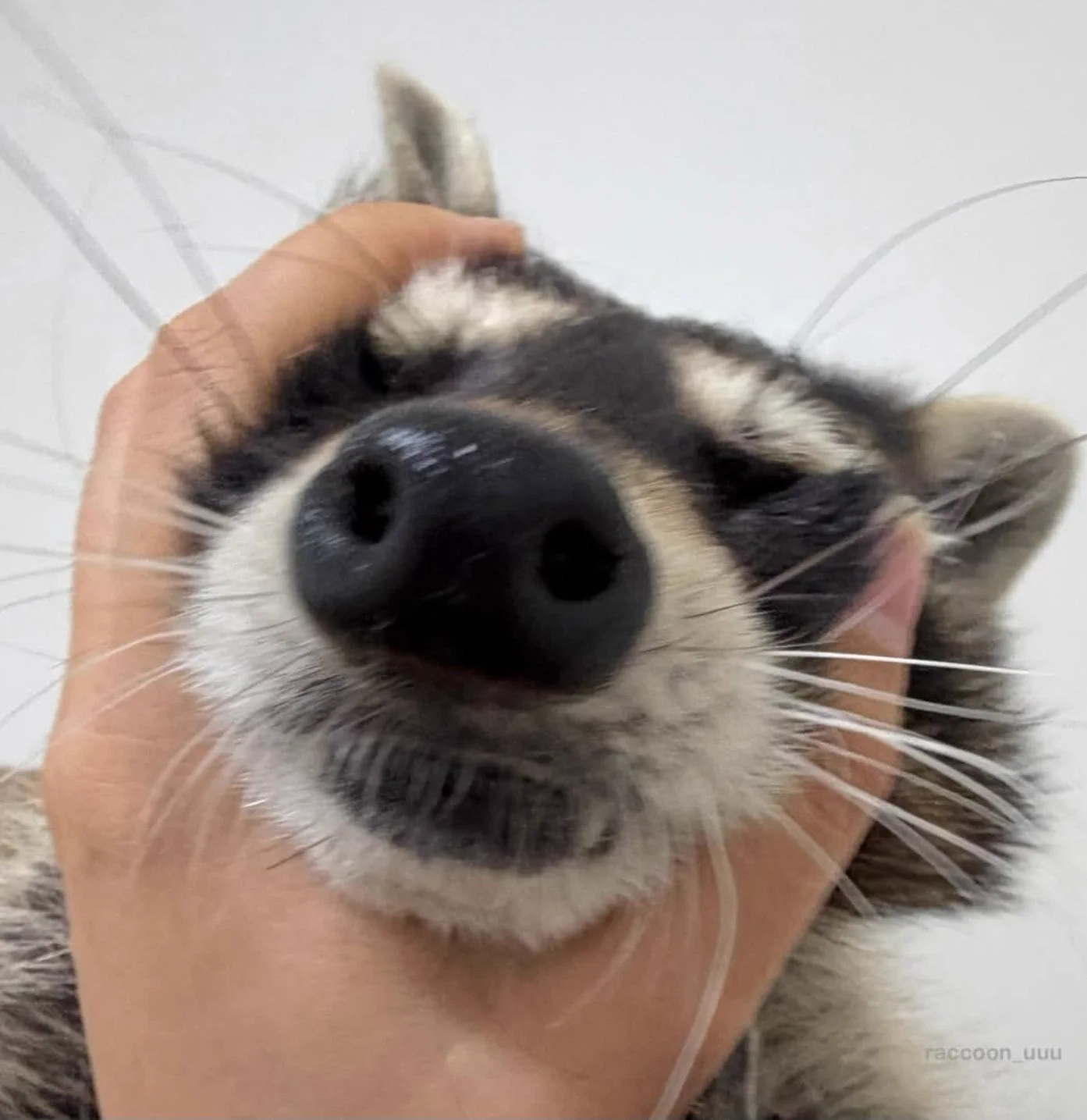 Why you should have a Raccoon on X: 