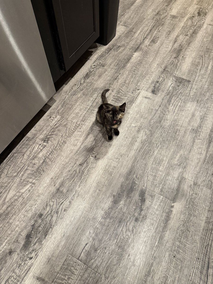 opassabeach's tweet photo. i cant cook bc this unserious little thing just screams at me the whole time. https://t.co/dTdMvFHTtG