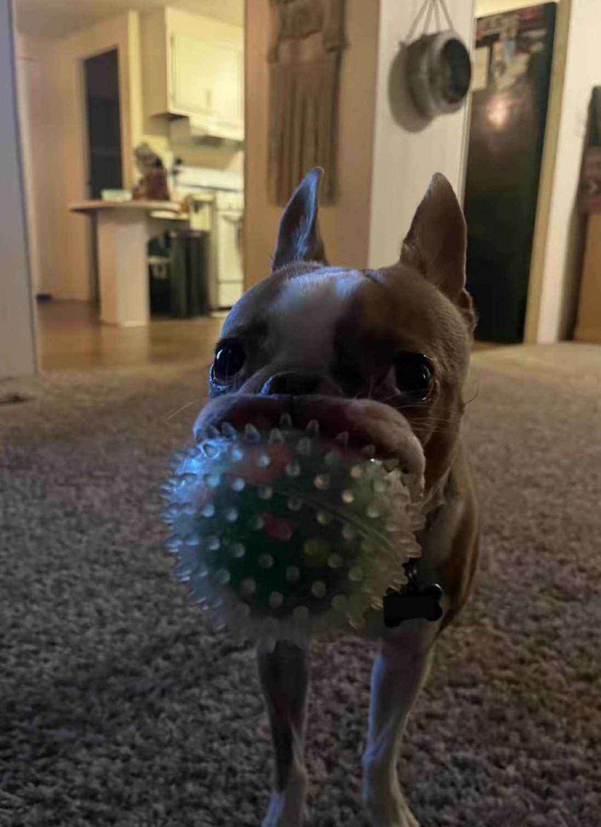 TomHollandgamin's tweet photo. i have reason to believe these are the same dog similar colors, room looks the same, vent in the same spot. if you or anyone you know has any information about this dog known as "Frinkle" please contact me https://t.co/ZaA7cl1mhU