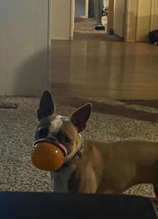 TomHollandgamin's tweet photo. i have reason to believe these are the same dog similar colors, room looks the same, vent in the same spot. if you or anyone you know has any information about this dog known as "Frinkle" please contact me https://t.co/ZaA7cl1mhU