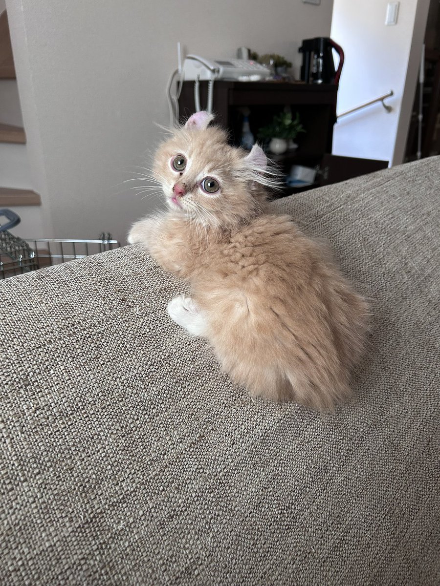 necole_cc22's tweet photo. ←子猫のとき                        現在→

大きくなったねぇ https://t.co/WmQphlg4LH