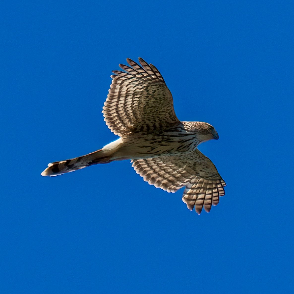 raysnaturephoto's tweet photo. Young Coopers Hawk going around in circles at Wave Hill Garden on Sunday morning.
10/25/2026 https://t.co/LgTCJmEAeW