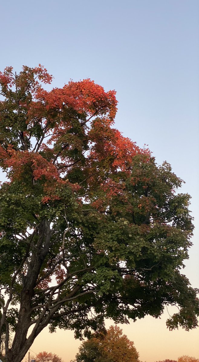 delawarecryptid's tweet photo. At 6 pm the sun touches only the tree tops, you don't even have to edit anything https://t.co/Bjq0rrPaEz