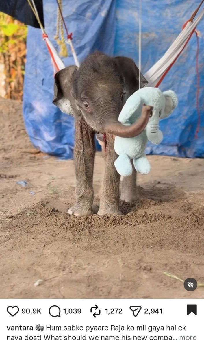 Tiger_Fee_2014's tweet photo. This is literally the new Punch, they call her Raja and has over 10 million likes in facebook and instagram, they just gave her a plush toy because she's sick and struggling to walk so everyone in the replies is calling her the elephant Punch. Feel like the market needs an animal runner.

https://t.co/mgGh33qezO

https://t.co/MaX1KYN0By

https://t.co/9yCSOYbTga