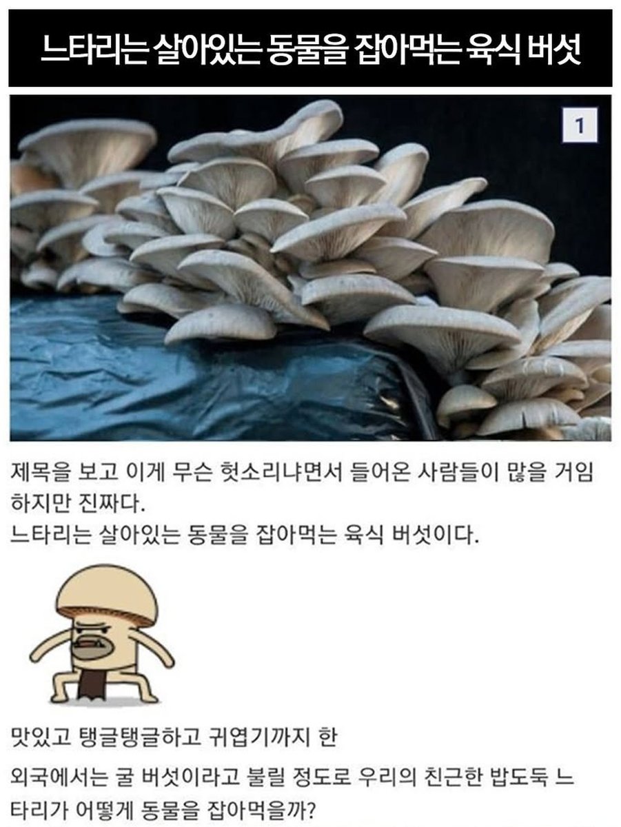 tarae_cinema's tweet photo. 느타리 버섯은 육식 버섯이다 https://t.co/hV1hgEC7Ww