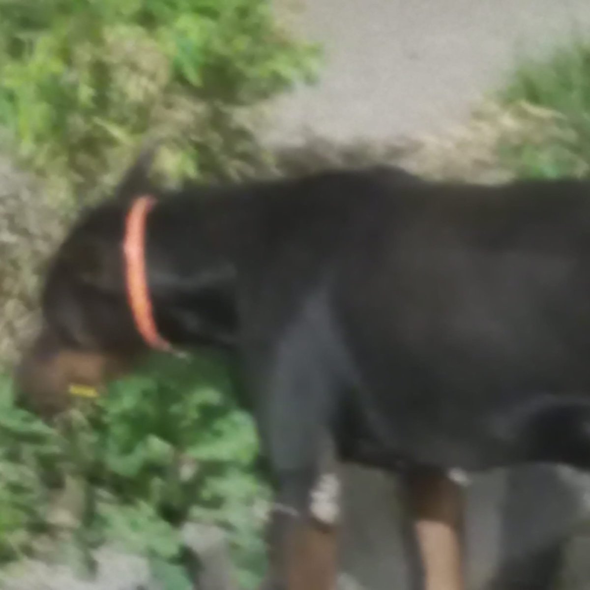 mujersina's tweet photo. Amigos vinieron a echar a este doberman por aquí, ya le di croquetas y tomó mucha agua si alguien puede tomar el caso se lo llevamos, parece que tiene sus añitos, 7 quizá, se ve triste y hace frío, quizá se lo robaron a alguien y lo vinieron a dejar por aquí, no sé, se ve muy puro de raza. Si me lo ganó a ver si trae chip 🤦🏻‍♀️ y mejores fotos voy a tratar de sacarle 🙏🏻🫂🐾