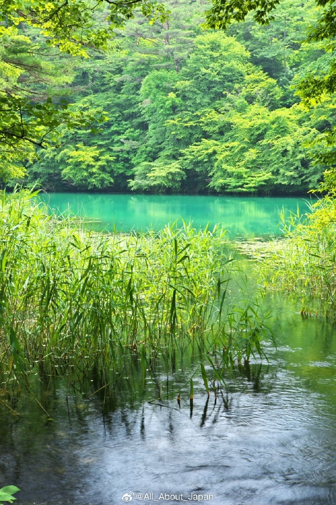 Chjpb8's tweet photo. 「潭に浮かぶ樟の下、鴨がのんびり。ほんの少しの吩（ひととき）、そっと息をする。」， https://t.co/8FO33KSBRa