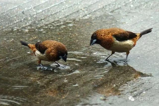 gon83404910's tweet photo. [足の指、カモ、雨の日、今日はダックフィンガーランチ？]， https://t.co/8UVi5BMPy6