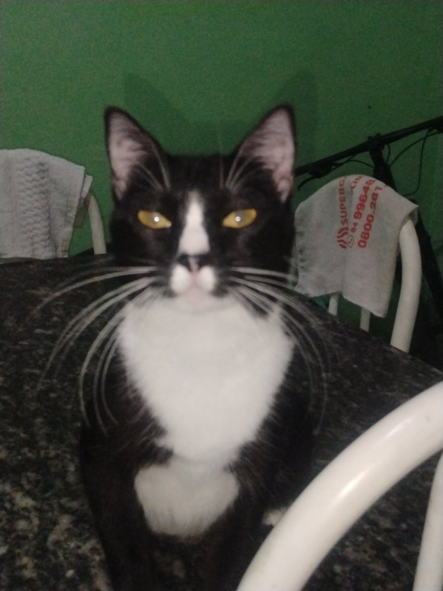 BlebeuBelu's tweet photo. Essa gata é imensa https://t.co/pQ5xVVjT9X