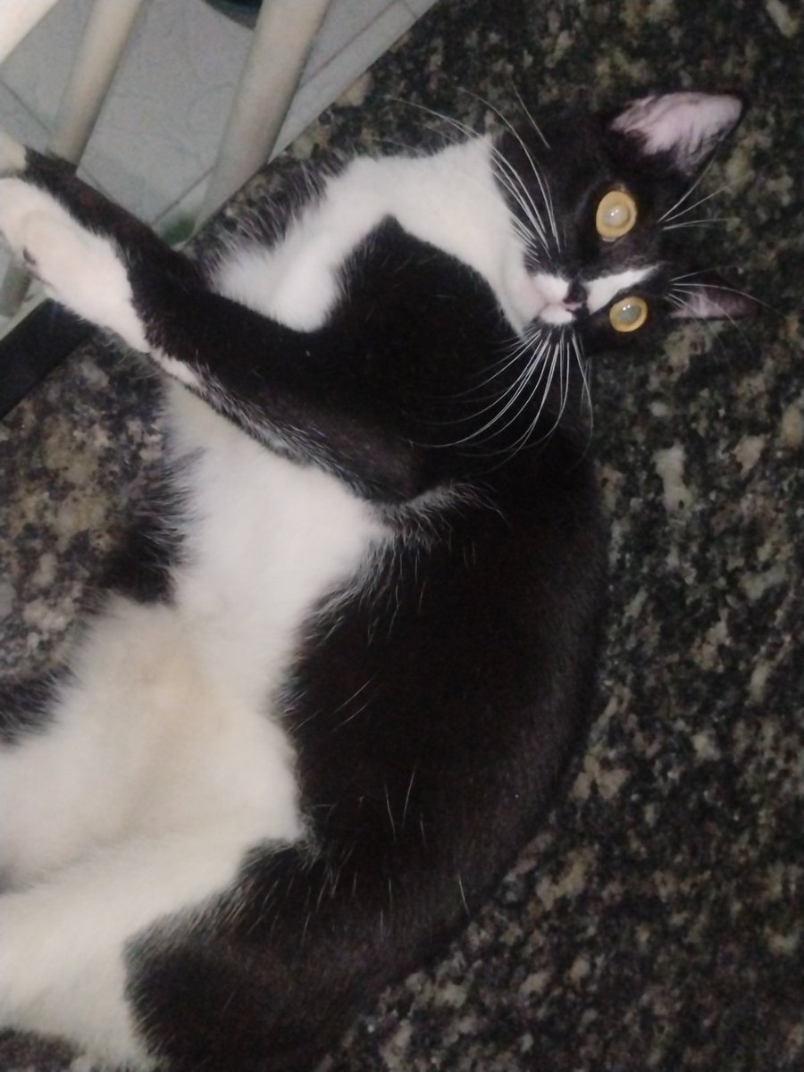 BlebeuBelu's tweet photo. Essa gata é imensa https://t.co/pQ5xVVjT9X