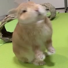 popularrabbit's tweet photo. https://t.co/t61VRxotWs