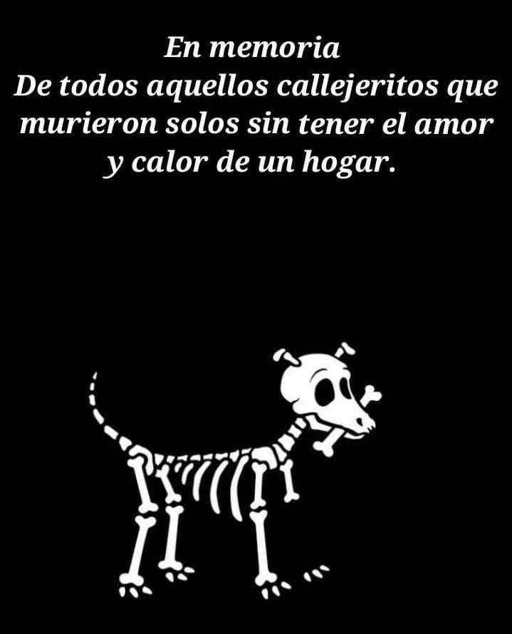 HELA_MORE's tweet photo. Millones de perritos mueren sin conocer el amor, sin recibir una caricia, sin sentir la tranquilidad de tener un hogar. Se van de este mundo ignorados, invisibles, solos… sin tener a nadie que los abrace y les haga sentir que su existencia importa. 💔

Muchos de ellos nunca tuvieron una familia, nunca escucharon palabras bonitas, nunca durmieron calientitos y seguros. Vivieron esperando un poquito de amor que quizá nunca llegó.

Por eso, hoy te pedimos que, cuando prepares tu ofrenda, no te olvides de ellos. 🥺🌼

Pon una velita, un poquito de agua y, si puedes, algo de comidita. Dedícales un espacio a esos angelitos de cuatro patitas que durante su vida fueron invisibles para el mundo.

Que este Día de Muertos también sea para recordar a los que nunca tuvieron un hogar, a los que nadie reclamó y a los que partieron sin conocer el amor de una familia. 🐕🕯️

Porque ningún perrito debería ser olvidado dos veces: ni en vida ni después de partir. 🐾🌼💛