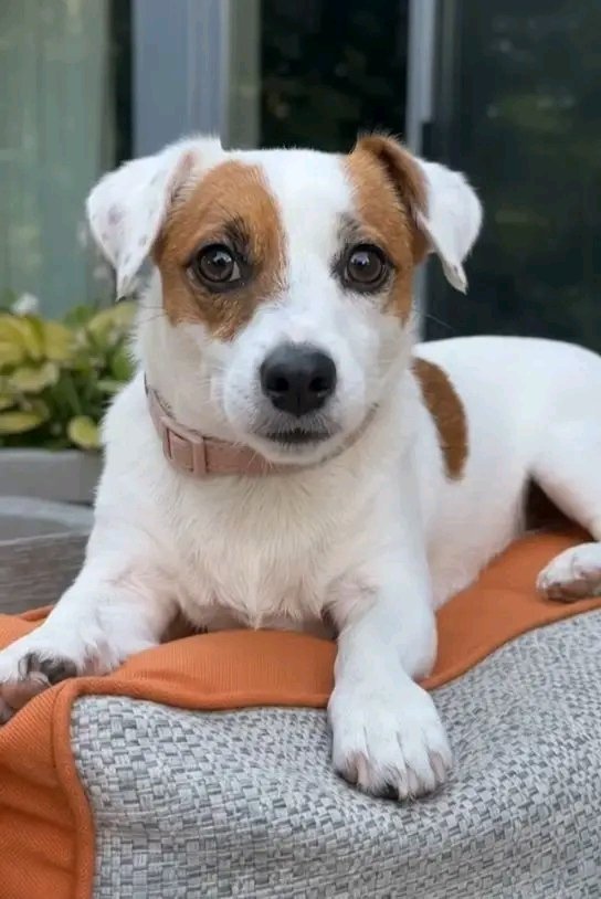 PawShield_'s tweet photo. I'm also beautiful dog. But so far nobody has loved my picture.🥰🥰 https://t.co/8vWLQ395UA