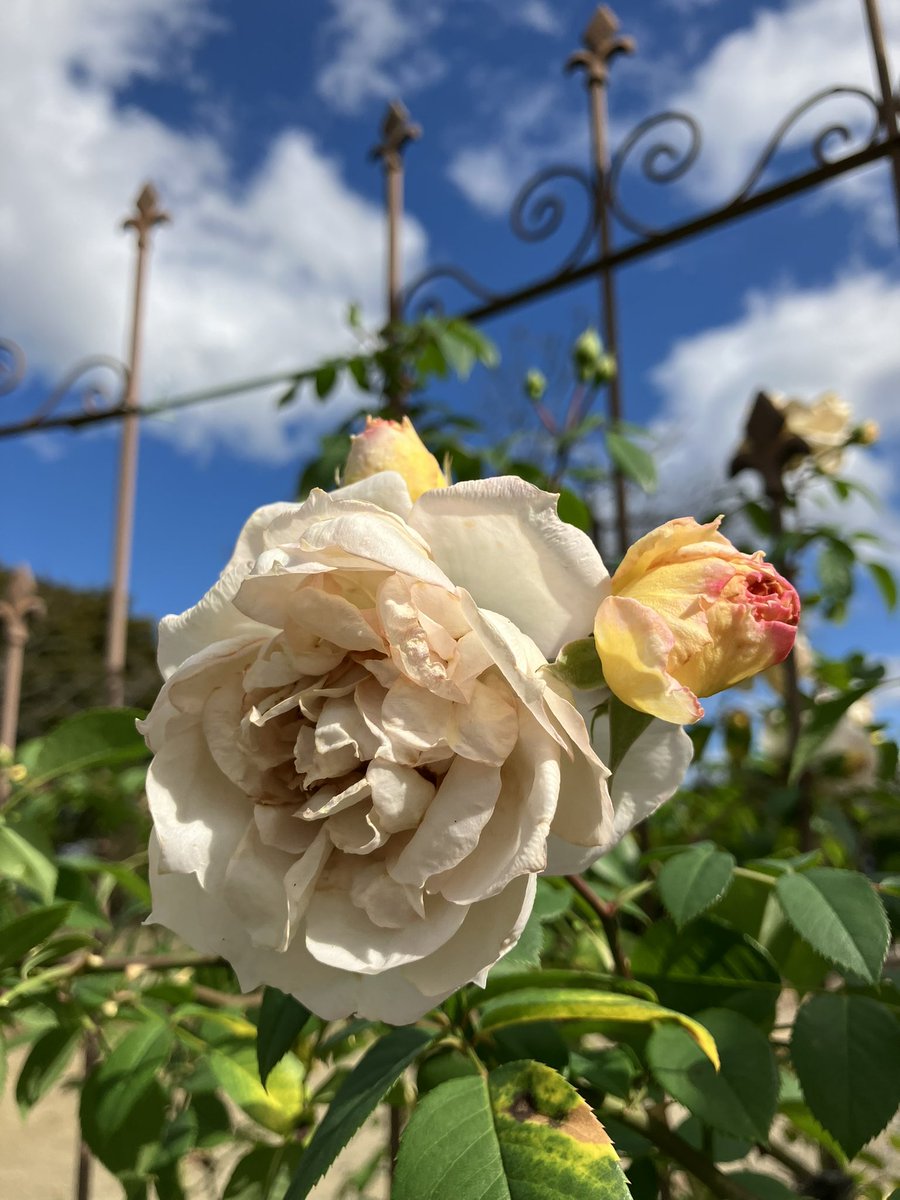 RSKbaraen's tweet photo. RSKバラ園です🌹
赤、白、黄の絞りが楽しい「トイトイトイ」
季節の庭で咲く「マルクアントンシャルポンティエ」黄色のツボミからクリーム色に変化します。
入り口近くで咲く「イエローシンプリシティ」
お気に入りの品種を見つけて、秋ならではの色合いと香りをお楽しみください！
#RSKバラ園 https://t.co/lyCLGoNojT