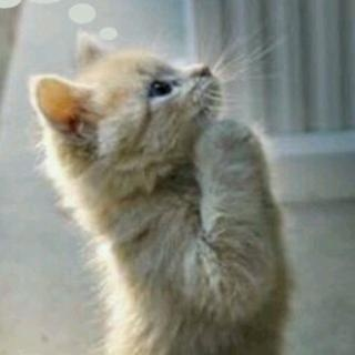 idvorpheus's tweet photo. Dear God,
   Please allow me to do well on my astrobiology exam tomorrow
Yours,
Orpheus https://t.co/4smUukEd0A