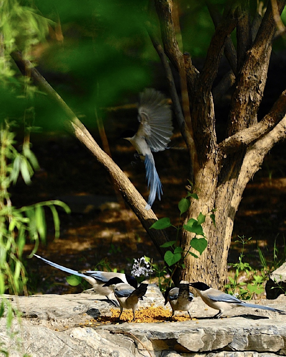 Shio7mwd's tweet photo. [近所の公園で、カラスたちがエサを巡って「吵」声を上げながら「荚」の実を「抢」って「啄」んでる光景を見たよ！]， https://t.co/1XOUJqX6gt