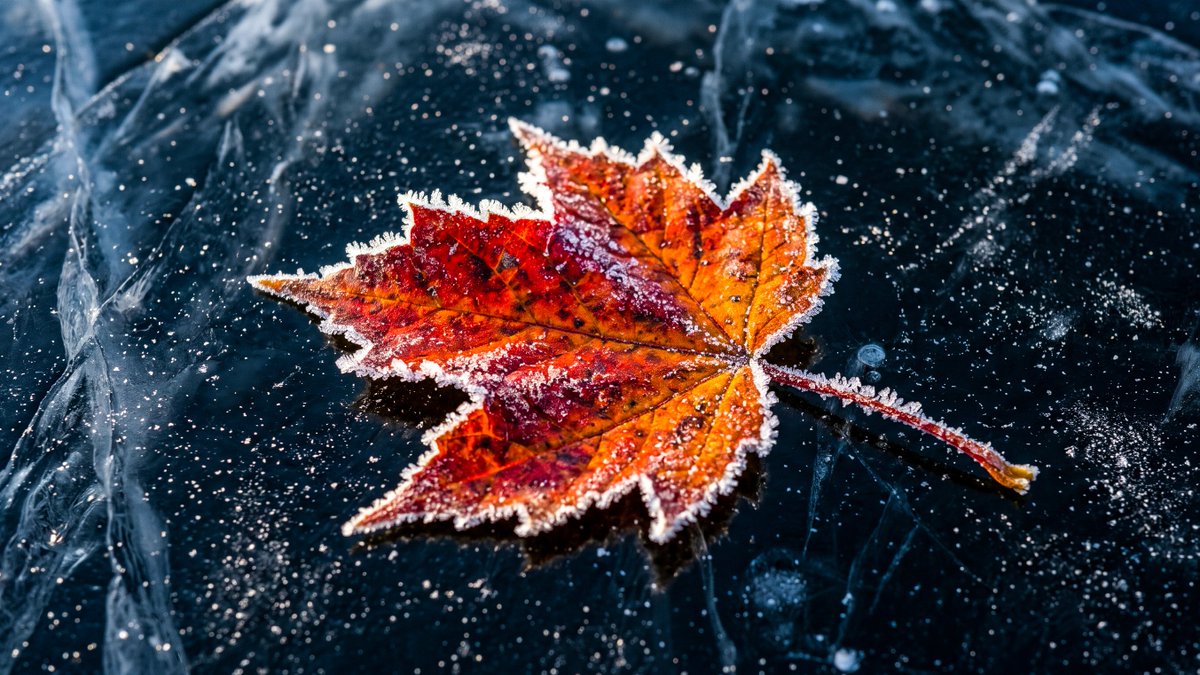 celine_bec50011's tweet photo. What’s your favorite nature shot? Share it with me.👀🍁 https://t.co/Uh09pN0upS