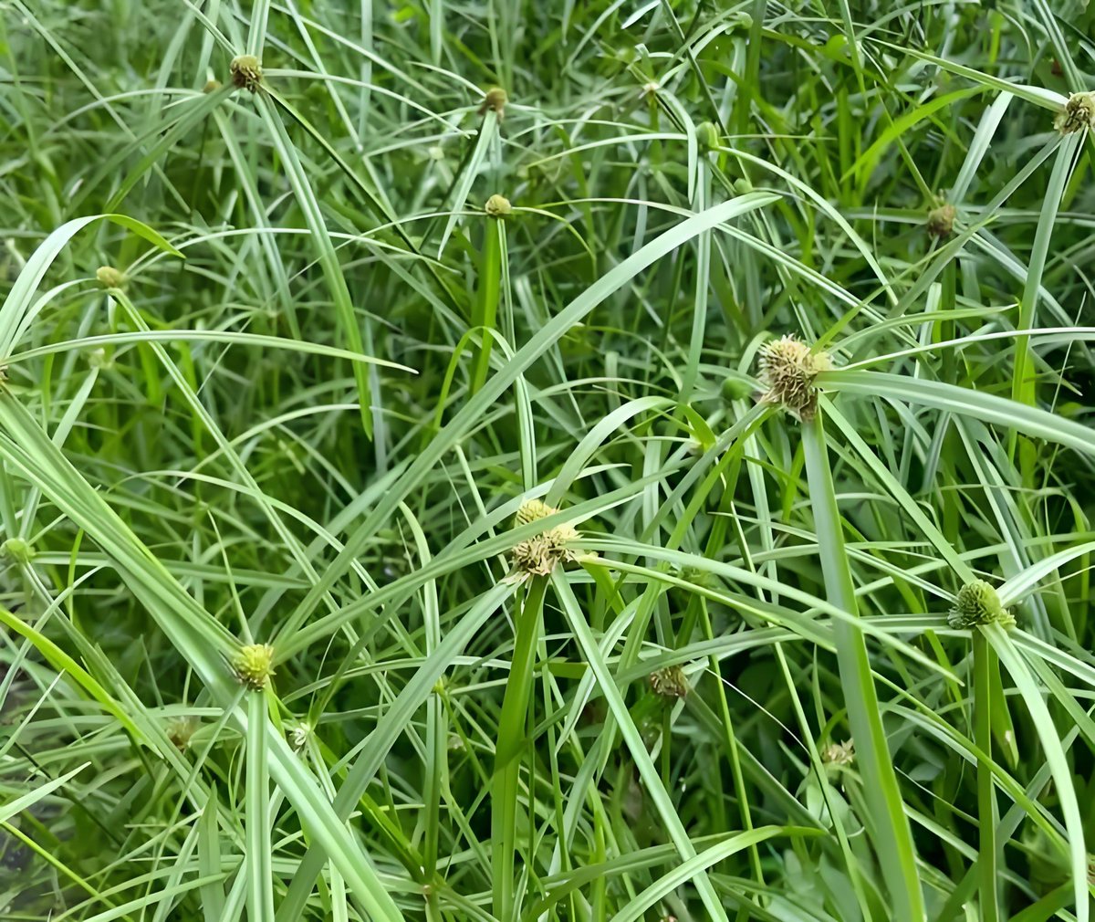 ZHwAtclrwm53901's tweet photo. [乱岸のそばに咲く荚の花、考える間に檬の香りがする] https://t.co/uvgPN2dH37