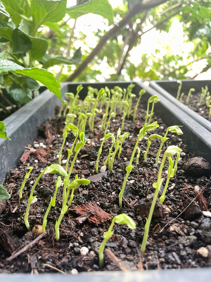 hyue5h's tweet photo. [新しいレストランの庭は、躍動する土壌に育つ美味しい野菜が自慢です！蜕から生まれた幼虫も、桓の下で元気に過ごしています！] https://t.co/T3deCYgZNt