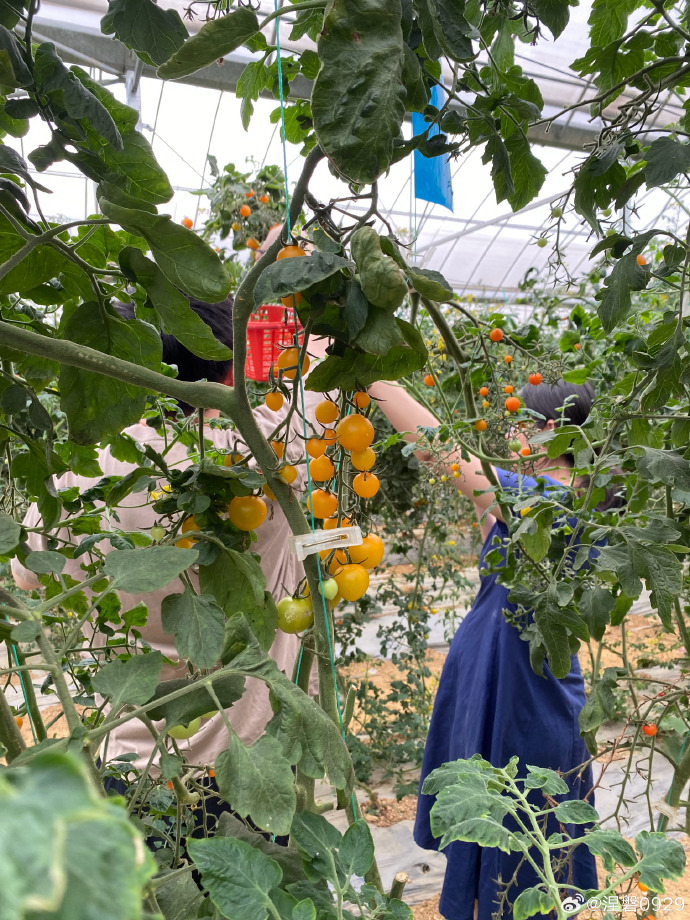 TxpX5WR9Ra6268's tweet photo. 今日の畑でトマトを冒頭から摘み、雨で濡れた作物を手入れし、使いやすいカゴに入れました！ https://t.co/CEmPkwFD64
