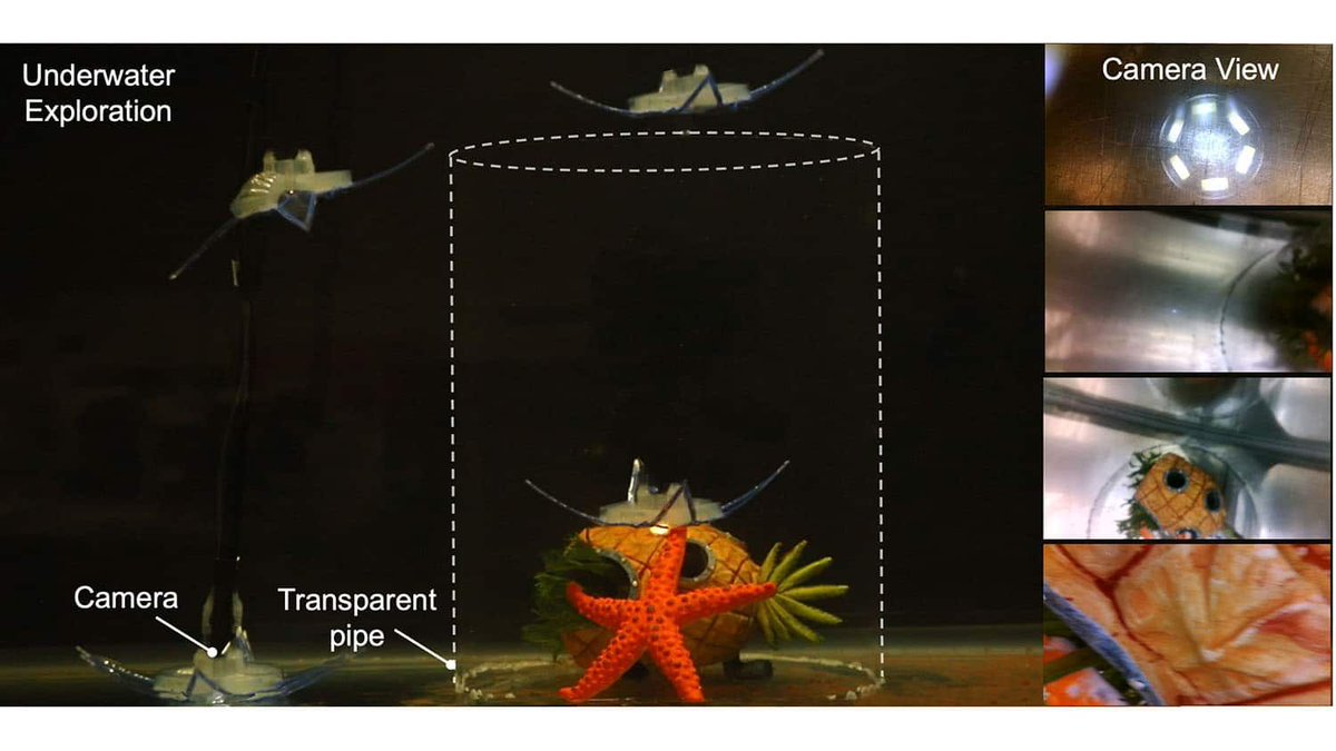 gp_pulipaka's tweet photo. Star inspired Underwater Robot Gets Maneuverability! @NCState  #BigData #Analytics #AI #MachineLearning #DataScience #IoT #IIoT #Python #RStats #TensorFlow #JavaScript #ReactJS #CloudComputing #Serverless #DataScientist #Linux #Programming #Coding #100DaysofCode 
https://t.co/b3JTuNXWhs