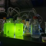 Photo by 3 ferrets in a lab coat (@moleculesrcool)