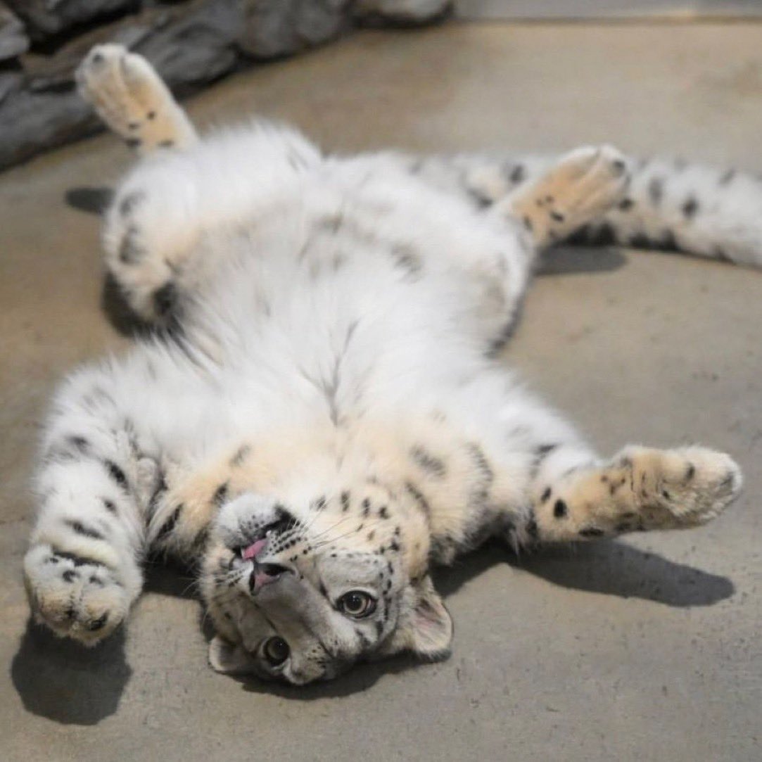 c4nnib0l's tweet photo. big fluffy cats https://t.co/fUSwh5cq4C
