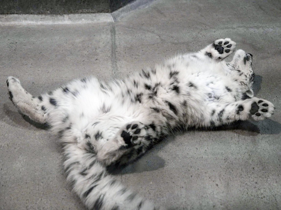 c4nnib0l's tweet photo. big fluffy cats https://t.co/fUSwh5cq4C