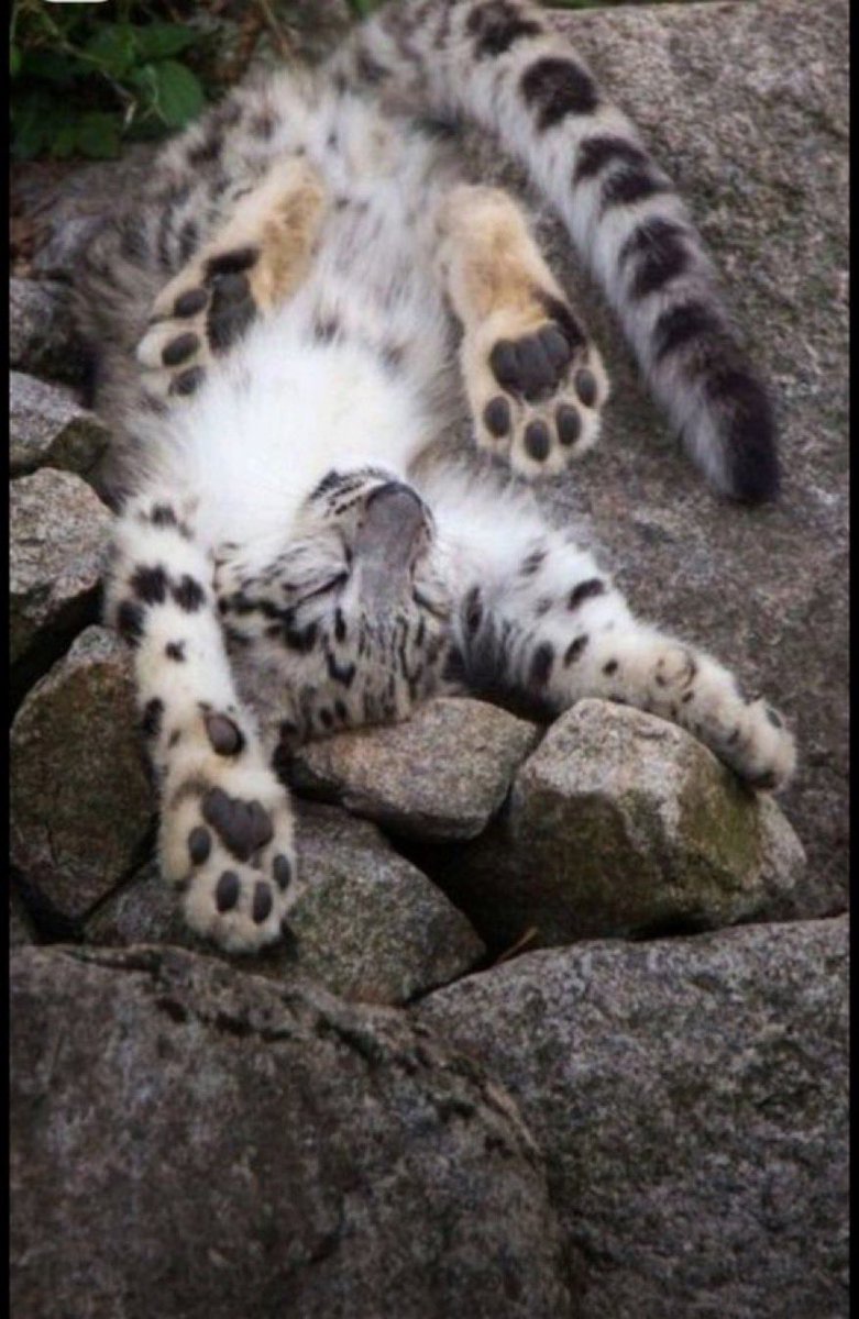 c4nnib0l's tweet photo. big fluffy cats https://t.co/fUSwh5cq4C