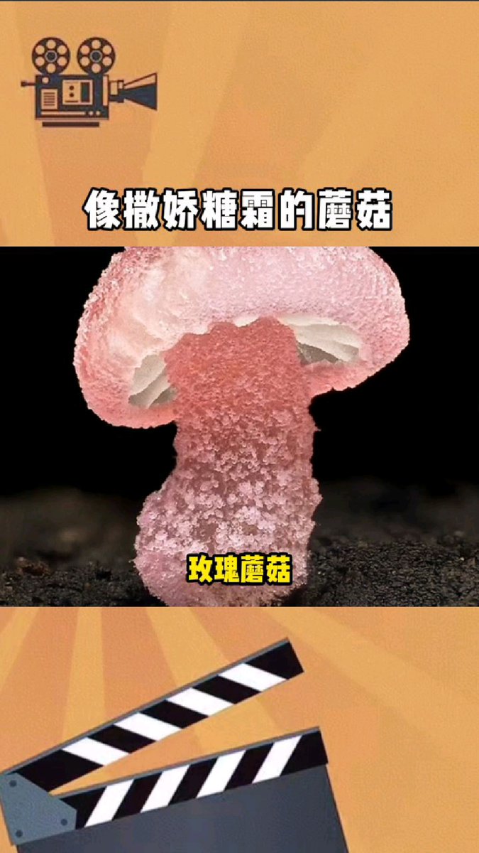 60d1epLPt1GoaHK's tweet photo. 「雌菇枪匮」を含む投稿、画像はこの文字で飾られた神秘的なキノコ https://t.co/l2UqlzWiI2