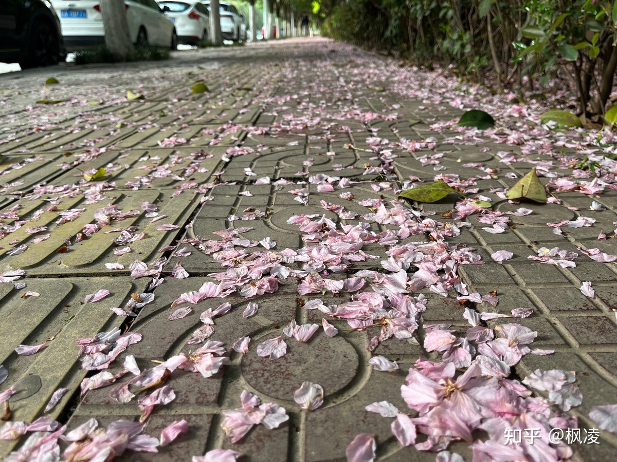 r7aedd's tweet photo. [紙ふうの花びらが蓉の畔にそっと舞い降り、風に染まったわずかな痕跡が崩れゆく時間を告げる]， https://t.co/5vVzXKZB1B