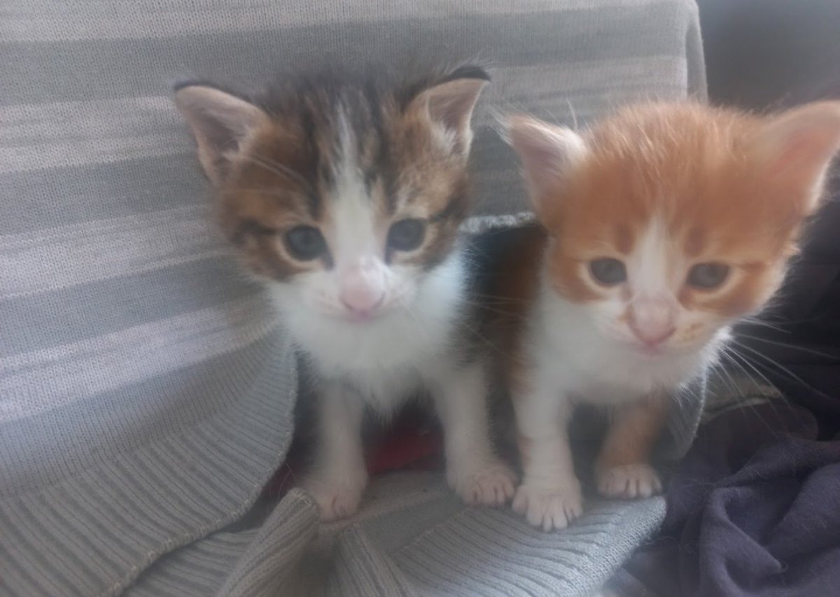 s4ntre's tweet photo. Geri ve zekalı oldugumuz baciyla https://t.co/6SXKBFHrt1