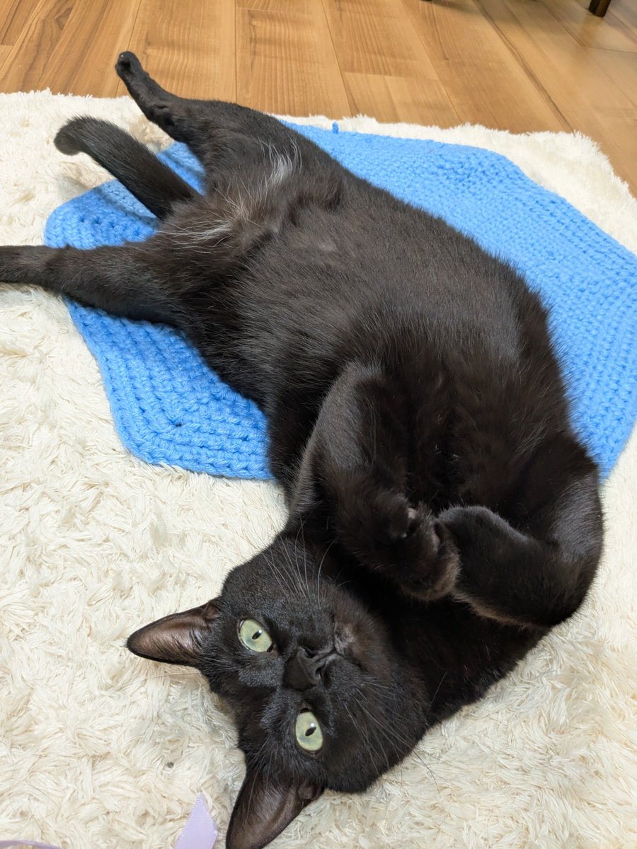pepekurogoma's tweet photo. 今日は黒猫の日🐈‍⬛
黒猫可愛いから365日黒猫の日でいいよ🐈‍⬛ https://t.co/EbugZt1YcT