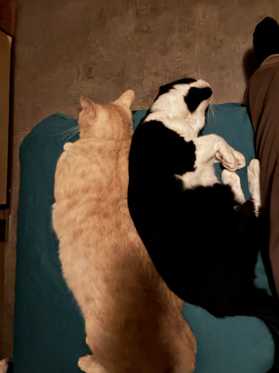 pandarau's tweet photo. だ、ダメだ…
可愛すぎる、ウチの猫ズ🐱🐈⸒⸒⸒⸒ https://t.co/TJpYDVgatg