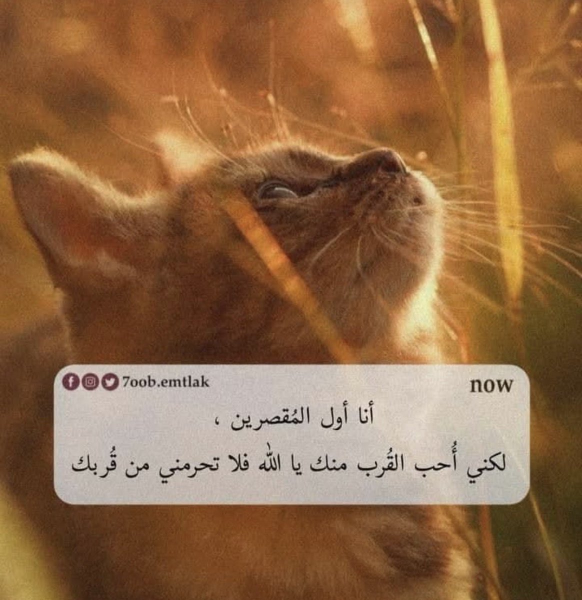 Homos_Rizk's tweet photo. 🤲🤍 https://t.co/IYz7Oon3Sz