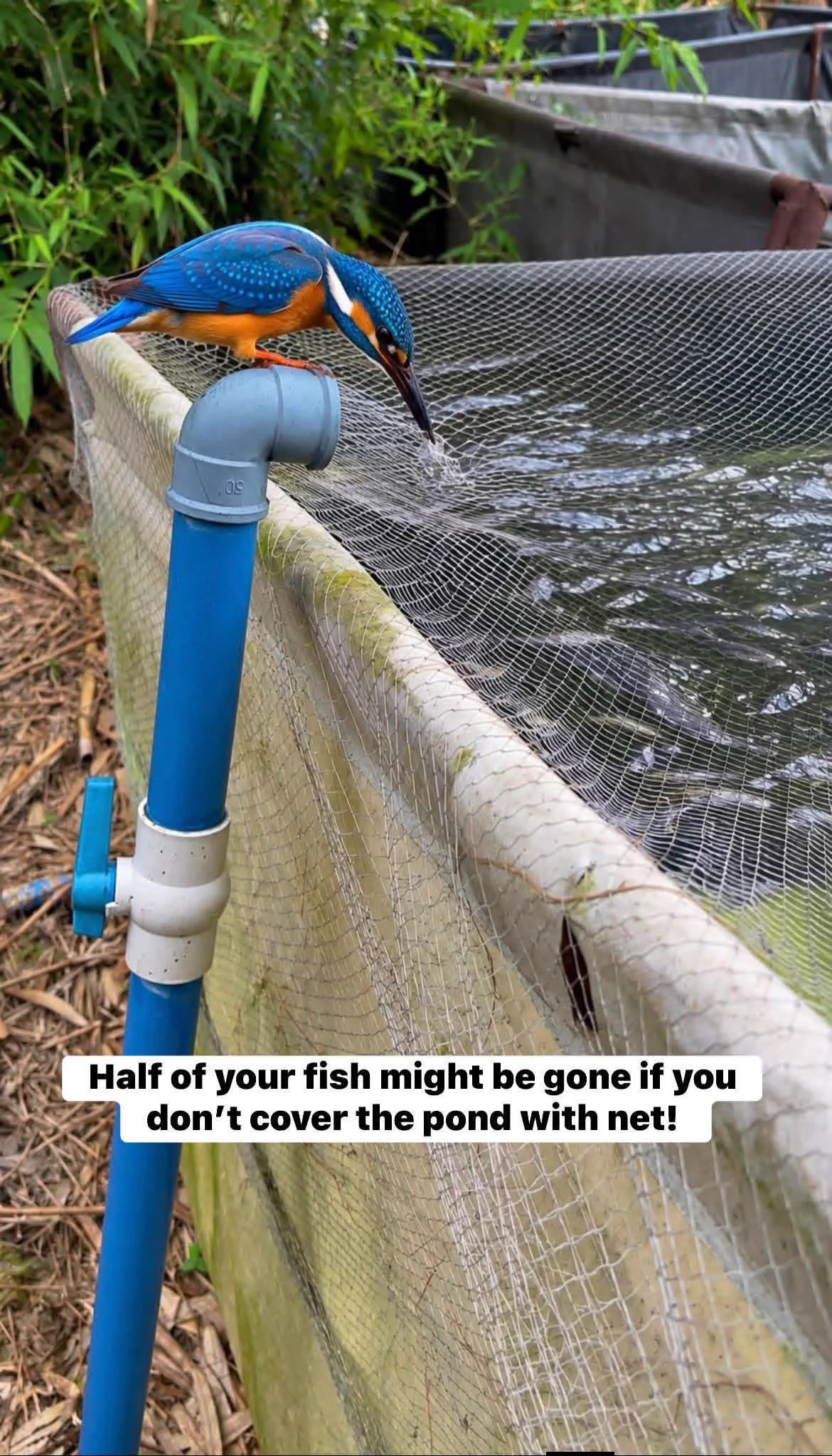 NatureAwarenessNG on X: 