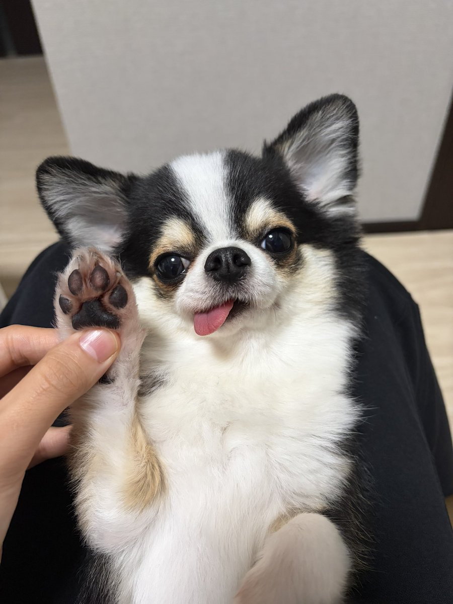 kawaii_nagaiki's tweet photo. 昨日から涙やけ対策の経過を撮ってる📸

・サプリ（ゼリー）30日分
・ローションでふきふき
をやってみて効果があるか見て、その次からフードとおやつ変えることにする！
何が効いてるのかわからなくなるから

1日目もちょと2日目もちょ（バリカンした）を2枚ずつBeforeとしておいておくね🐾 https://t.co/Itt6JTO9pF