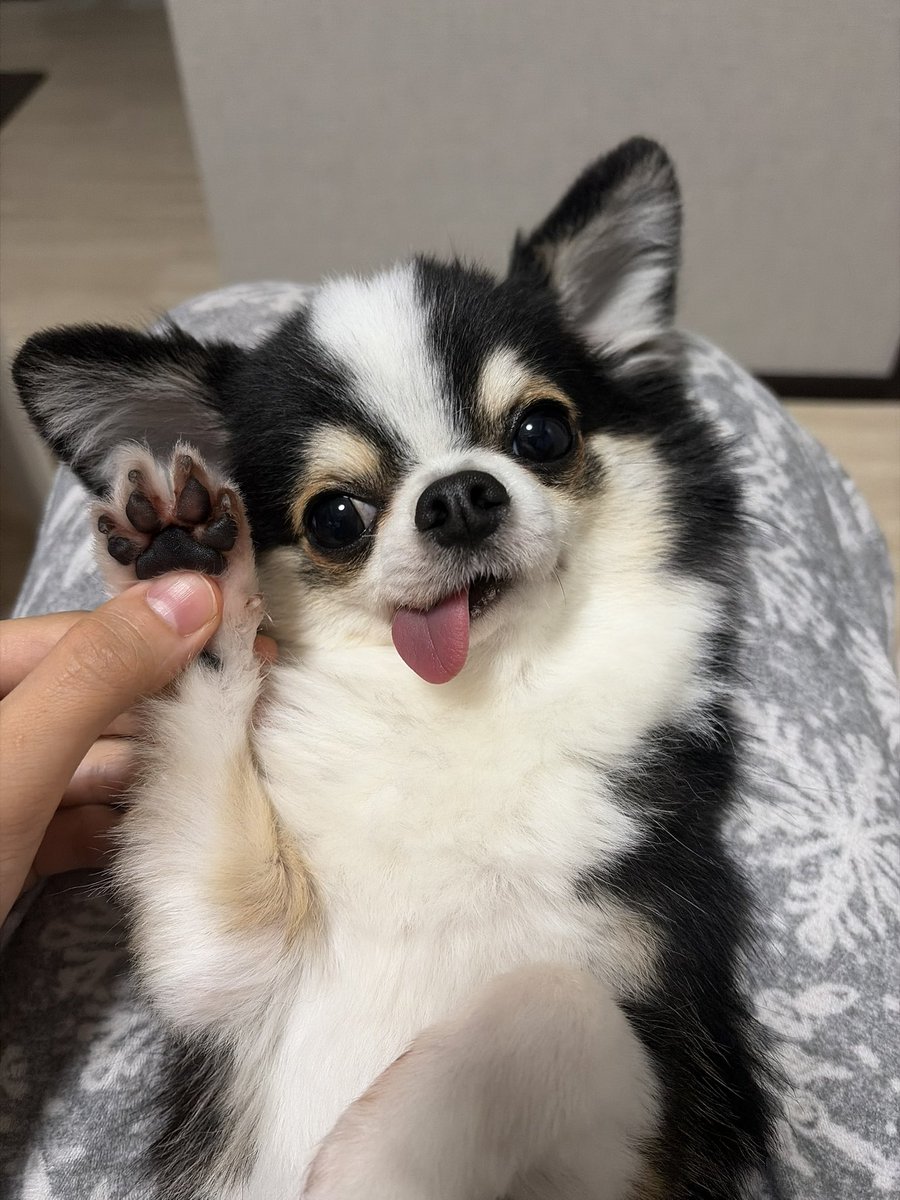 kawaii_nagaiki's tweet photo. 昨日から涙やけ対策の経過を撮ってる📸

・サプリ（ゼリー）30日分
・ローションでふきふき
をやってみて効果があるか見て、その次からフードとおやつ変えることにする！
何が効いてるのかわからなくなるから

1日目もちょと2日目もちょ（バリカンした）を2枚ずつBeforeとしておいておくね🐾 https://t.co/Itt6JTO9pF