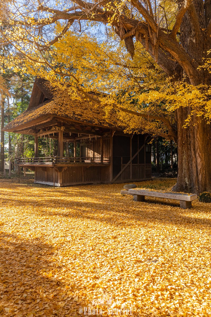 Photo_Scarlet's tweet photo. 約1ヶ月後に見られる、埼玉県の美しい秋景色 https://t.co/W8cSsV5V4r
