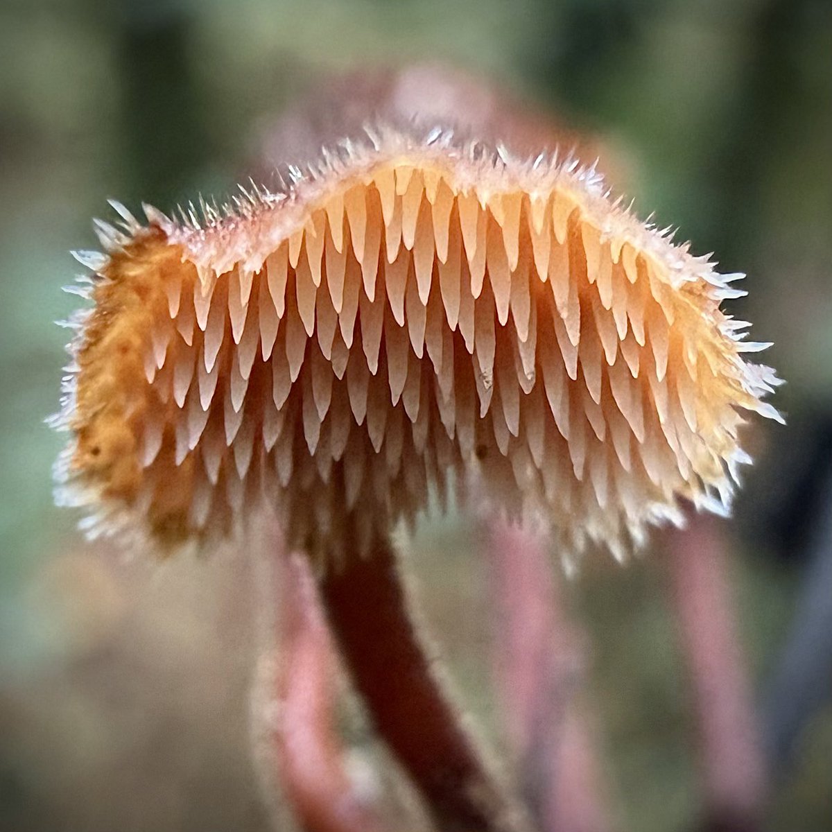 bernoid's tweet photo. Teeth underneath! Auriscalpium vulgare - Earpick Fungus. Aren’t they magnificent? https://t.co/ToQOh9SvwT
