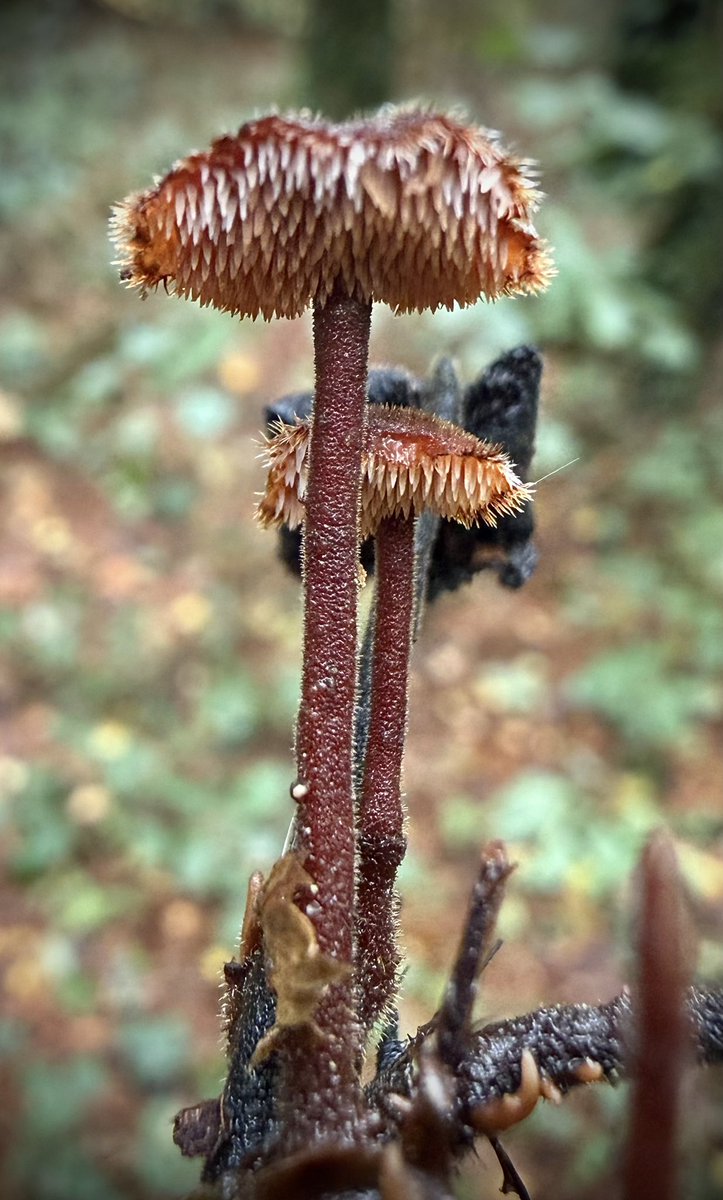 bernoid's tweet photo. Teeth underneath! Auriscalpium vulgare - Earpick Fungus. Aren’t they magnificent? https://t.co/ToQOh9SvwT
