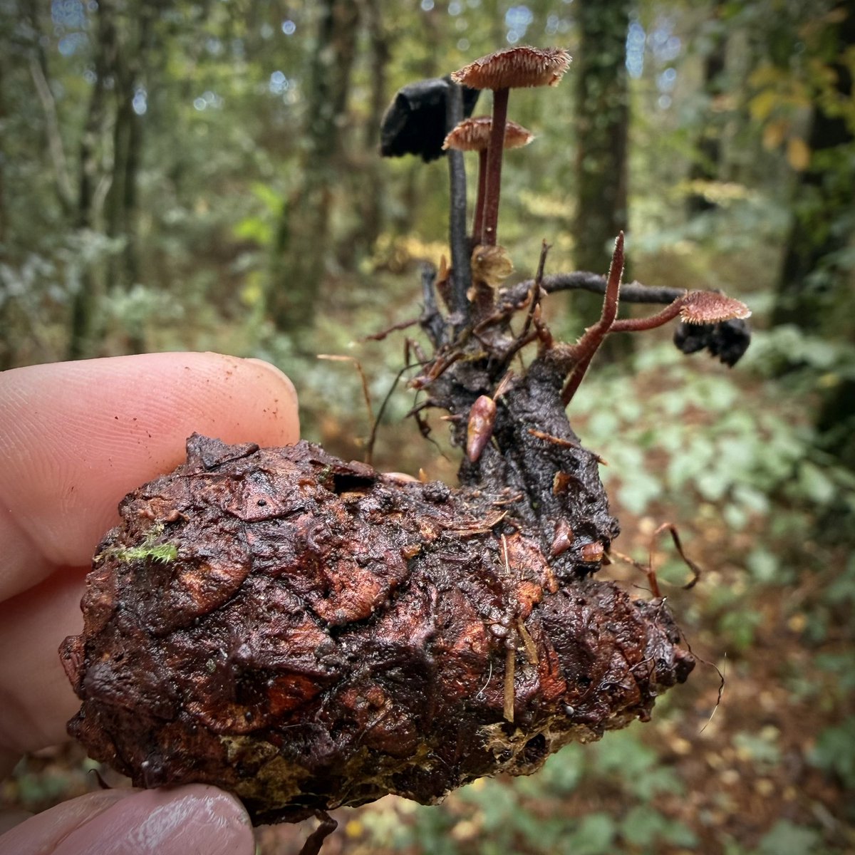 bernoid's tweet photo. Teeth underneath! Auriscalpium vulgare - Earpick Fungus. Aren’t they magnificent? https://t.co/ToQOh9SvwT