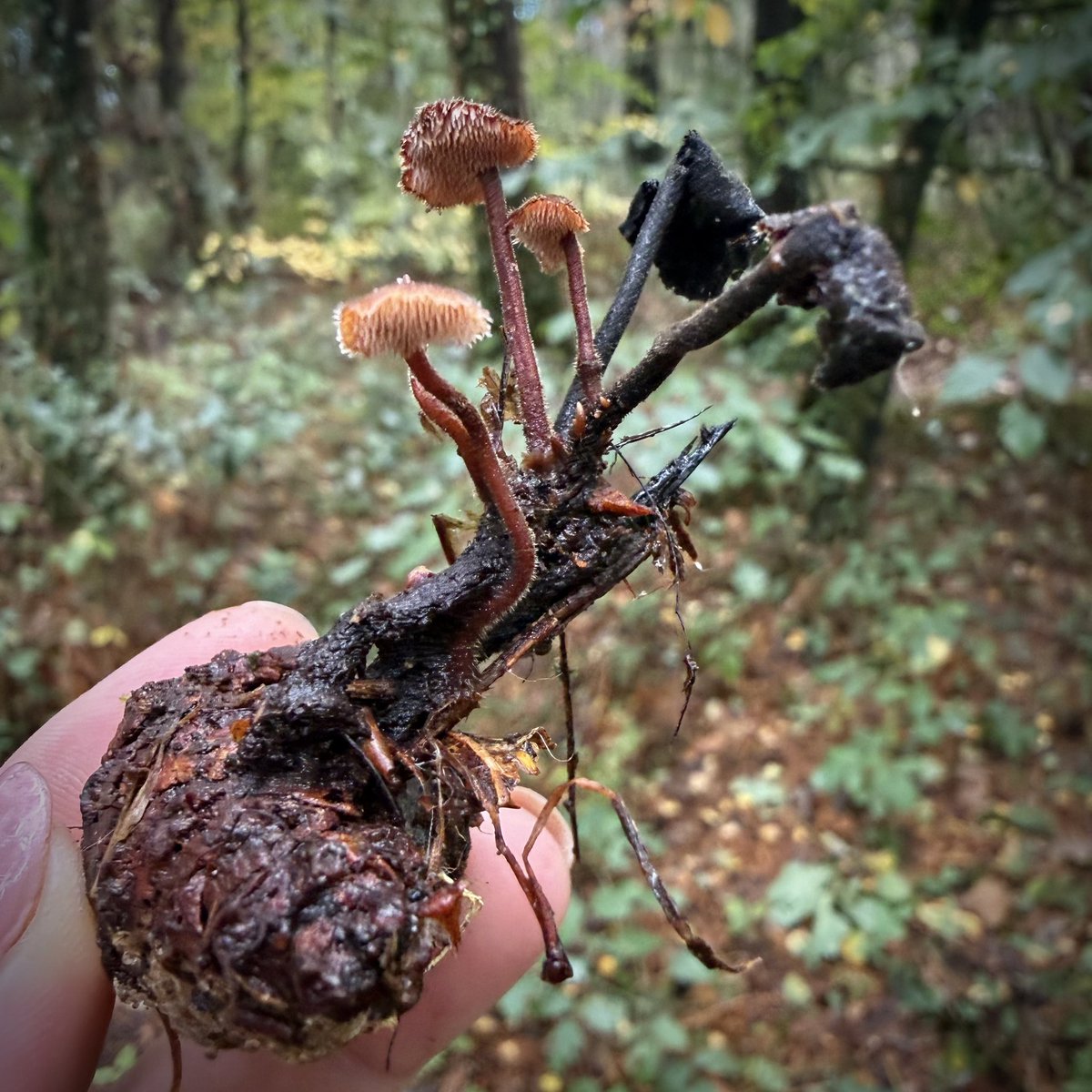 bernoid's tweet photo. Teeth underneath! Auriscalpium vulgare - Earpick Fungus. Aren’t they magnificent? https://t.co/ToQOh9SvwT